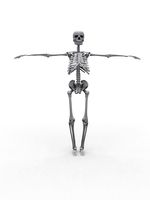 Human Skeleton