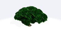 Fig tree