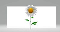 Daisy