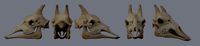 Giraffe skull