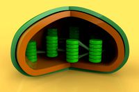 Chloroplast cell