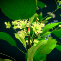 Flower Tilia Cordata Low-poly 3D model