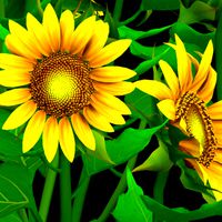 Flower Helianthus Annuus Low-poly 3D model