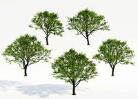 Common Trees