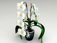 Orchid white