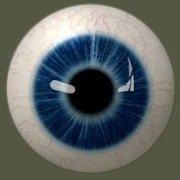 Human Eye