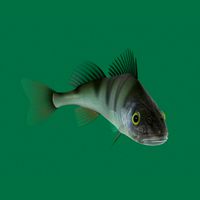 The perch