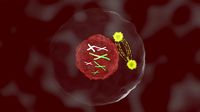 cell in prophase