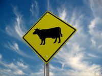 Cattle Crossing Road Sign