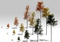 Seasonal Quaking Aspen Model in Multiple Growth Stages