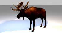 Moose game-ready