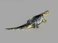 Alligator 3D Model