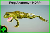 Frog Anatomy - HDRP