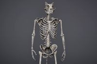 Anthropomorphic Cat Skeleton