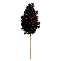 Acer platanoides Crimson King 102SU