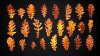 Dead Oak Leaves 4K Scanned