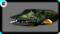 MUSKIE HEAD