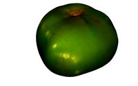 Green Tomato