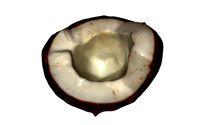 Half Coconut