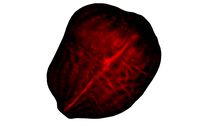 Half Beet