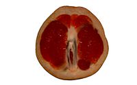 Half Grapefruit