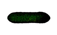 Cucumber