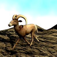 BIGHORN SHEEP