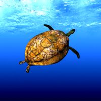 turtle
