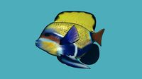 fish