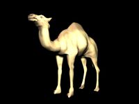 camel