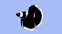 betta black white