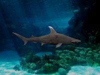 hammer shark rigged