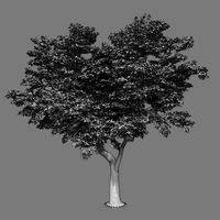 Poplar Tree