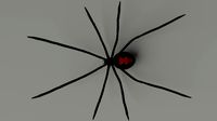 Black Widow Spider