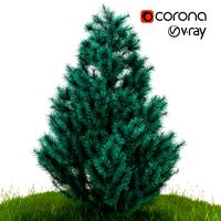 silver spruce