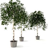 Betula pendula