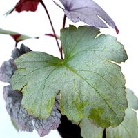 FEJKA Artificial potted plant