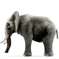 Elephant 3d realistic model