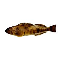 Rasp fish