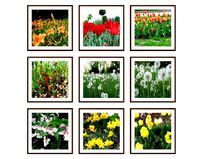 Photo pictures flowers 29