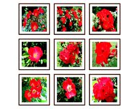 Photo pictures flowers 27