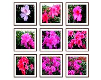 Photo pictures flowers 24
