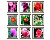 Photo pictures flowers 22