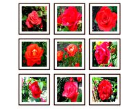 Photo pictures flowers 21