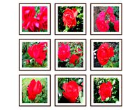 Photo pictures flowers 17