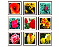 Photo pictures flowers 16