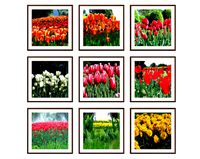 Photo pictures flowers 15