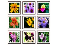 Photo pictures flowers 14