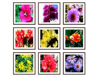 Photo pictures flowers 13