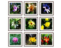 Photo pictures flowers 12
